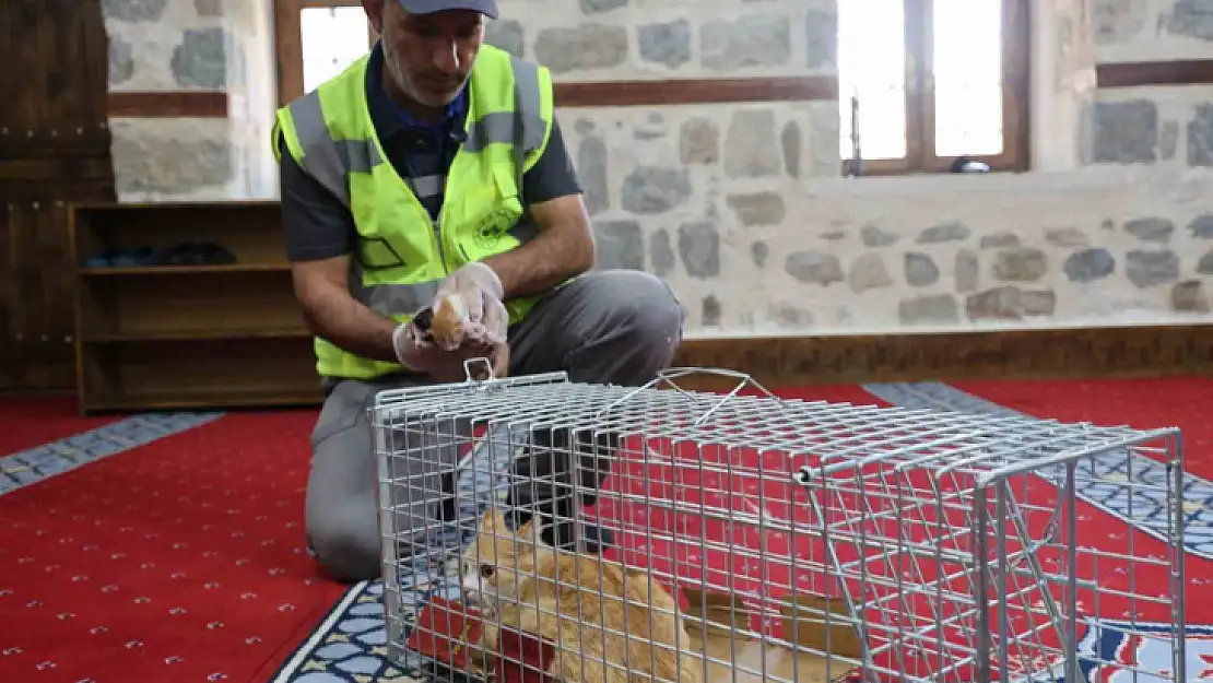 Kedi 500 yıllık caminin minberinde doğum yaptı, belediye sahip çıktı