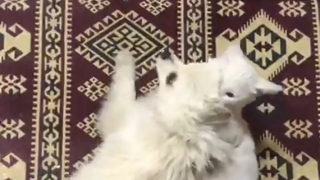 Kedi ve köpeğin dostluğu görenleri şaşırtıyor