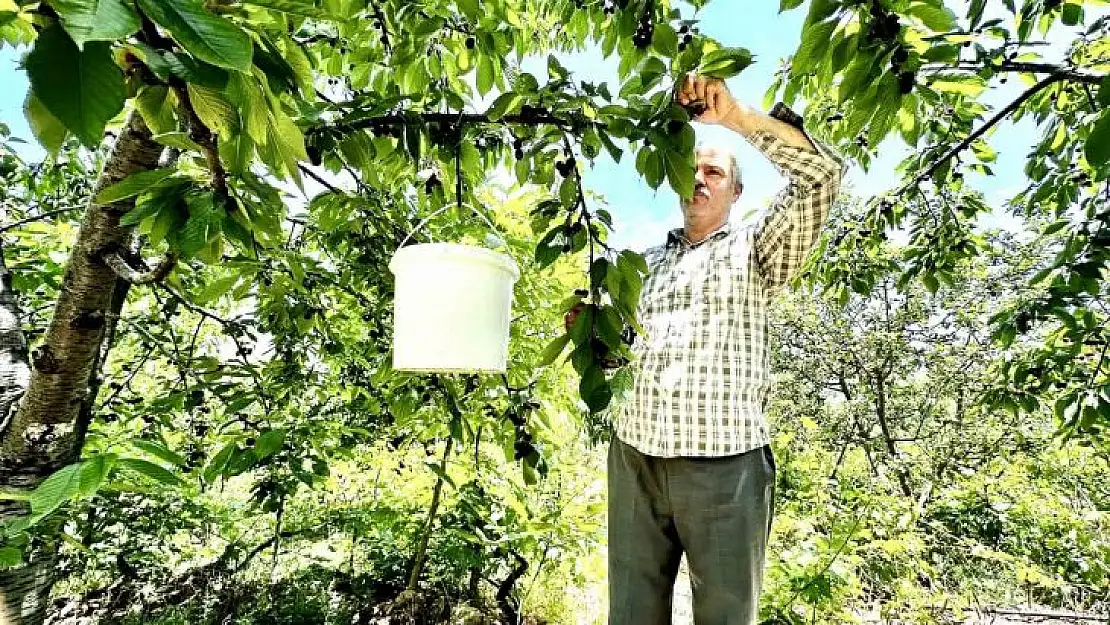 Kiraz üreticisi günlük 2 bin TL'ye işçi bulamıyor