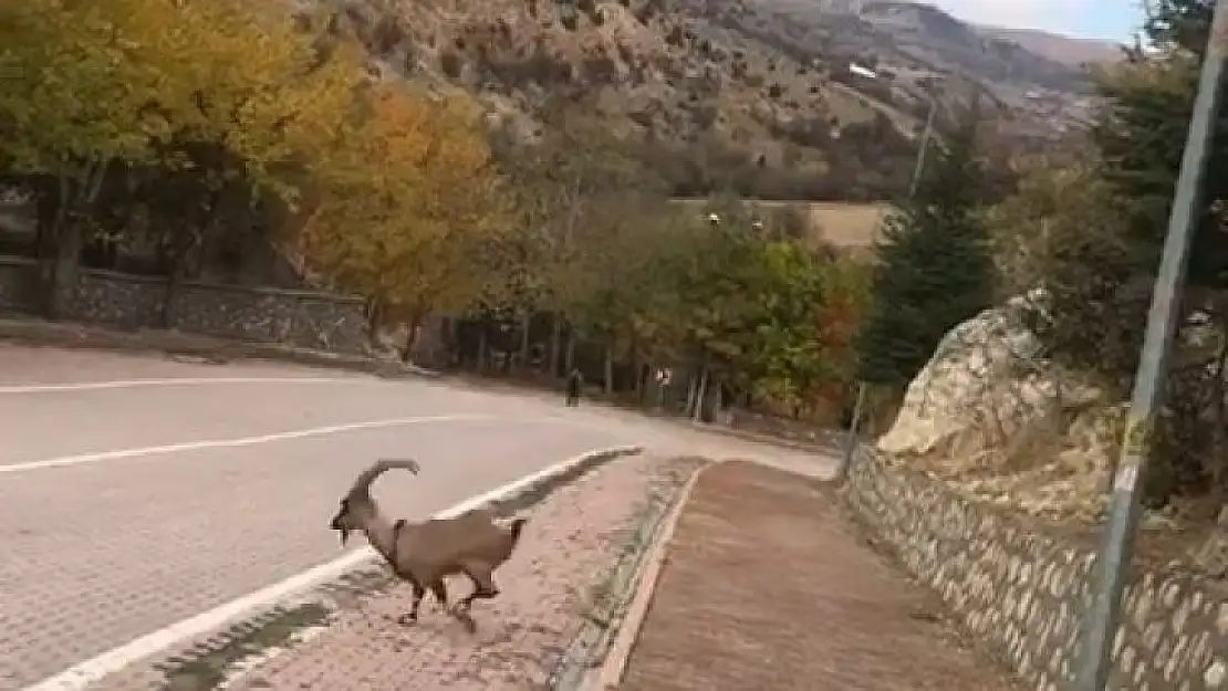 Koruma altındaki dağ keçileri kent merkezinde görüntülendi