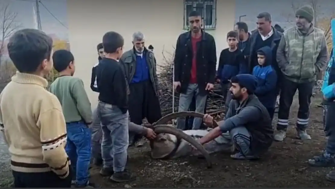 Köye inen dağ keçisi zarar görmesin diye nöbet tuttular