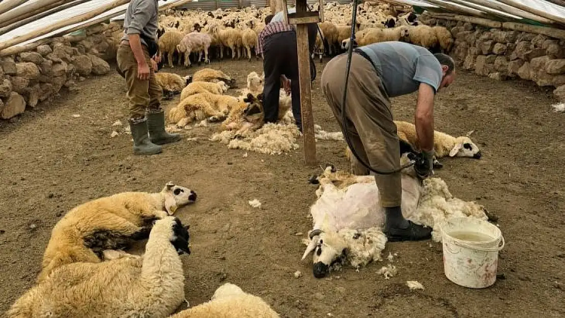 Koyunları elektrikli makine ile kırkmaya başladılar