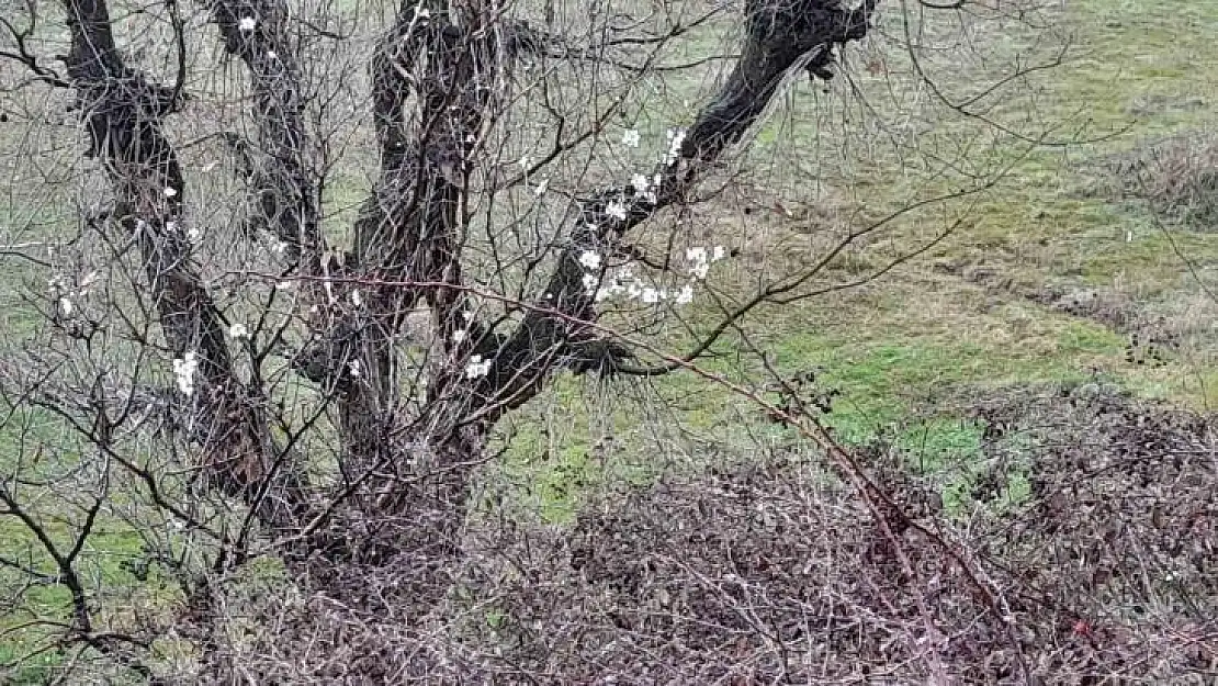 Kulp'ta badem ağaçları vaktinden önce çiçek açtı