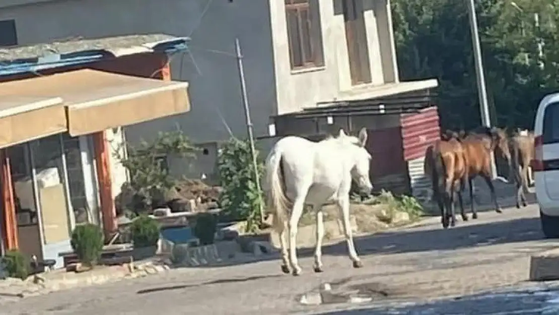 Kulp'ta başıboş dolaşan atlar ilçe merkezine indi