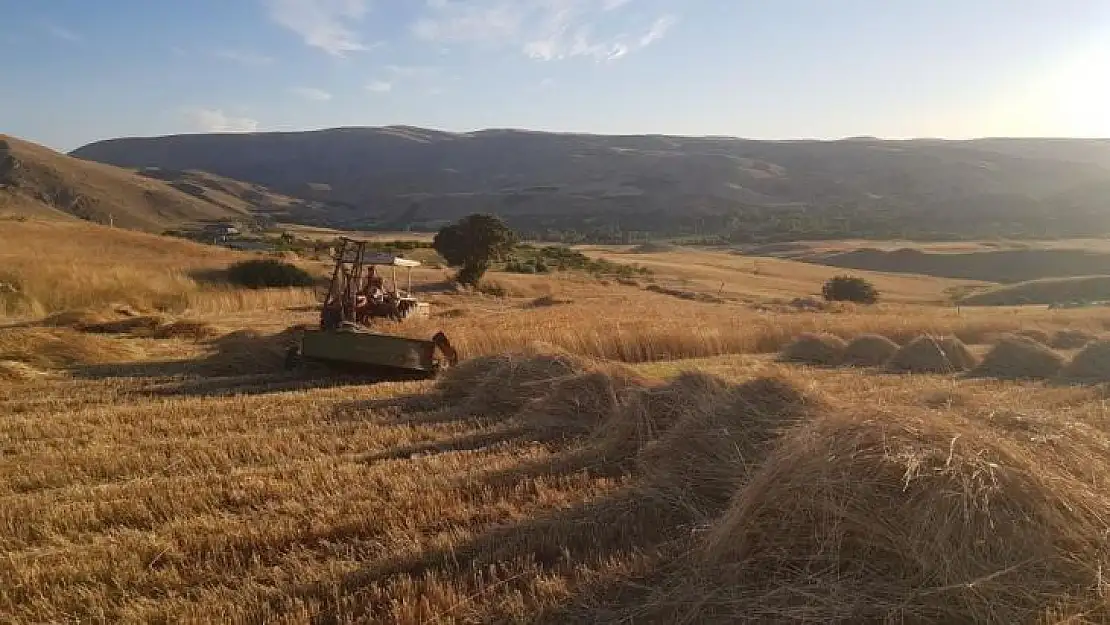 Kuluncak'ta buğday hasadı