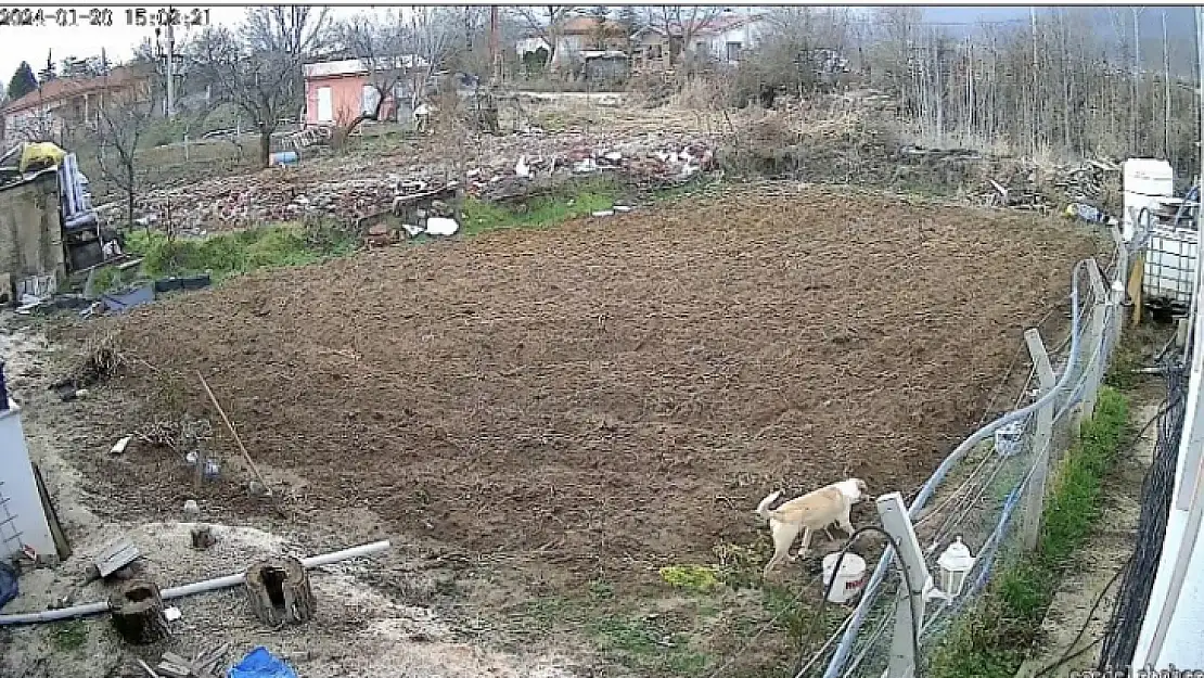 Kümese giren köpek tavuğu alıp kaçtı, o anlar kameraya yansıdı