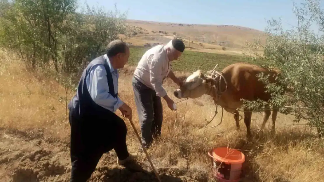 Kurban Bayramında kesilmemek için kaçan inek, 22 gün sonra ortaya çıktı