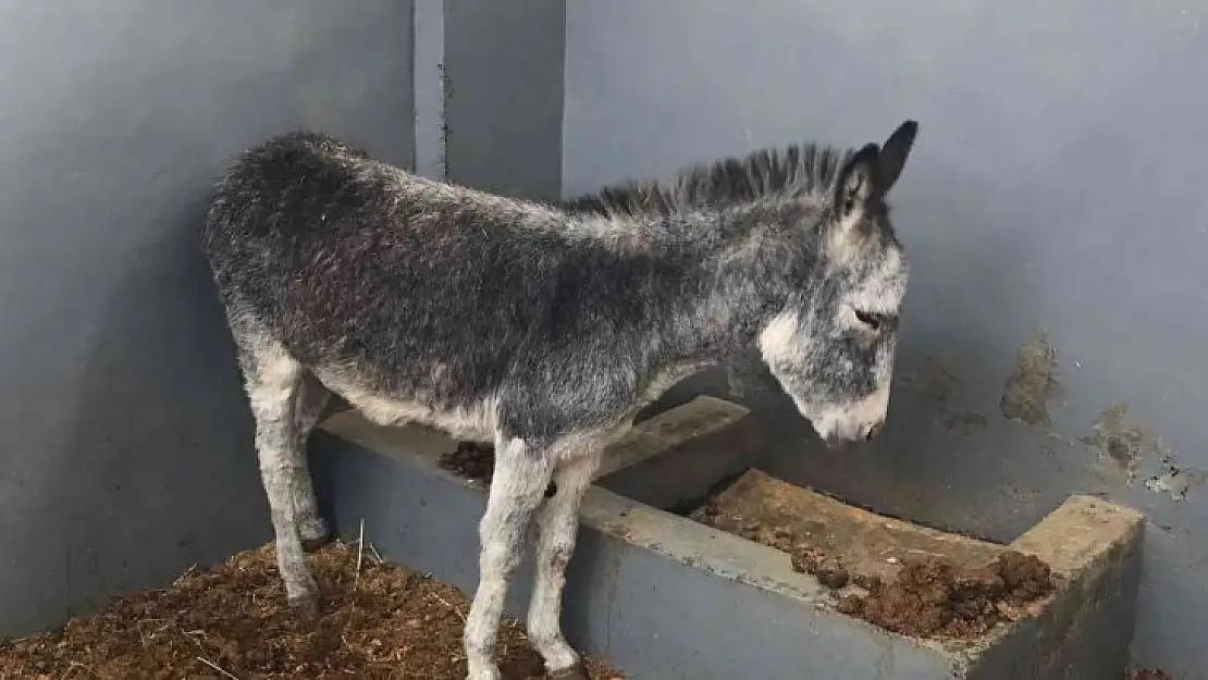 Kurt ve köpek saldırısı sonucu yaralanan sıpa, sağlığına kavuştuğu hayvan hastanesinin maskotu haline geldi