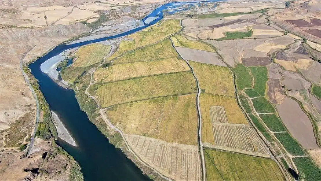 Kuruyan Murat Nehri'nde 150 gün suyun içinde yetişen pirinçte hasat zamanı