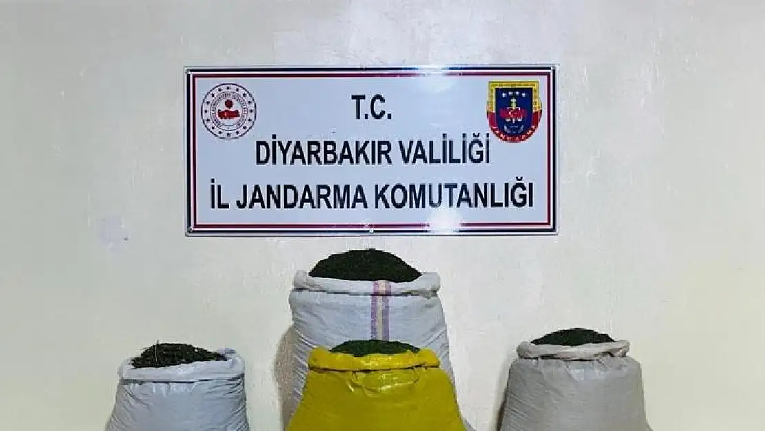 Lice'de 170 bin 500 kök kenevir bitkisi ele geçirildi