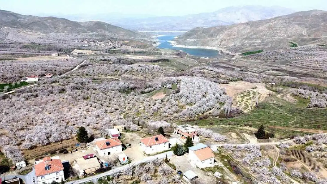 Malatya bu kez kar değil, kayısı beyazına büründü