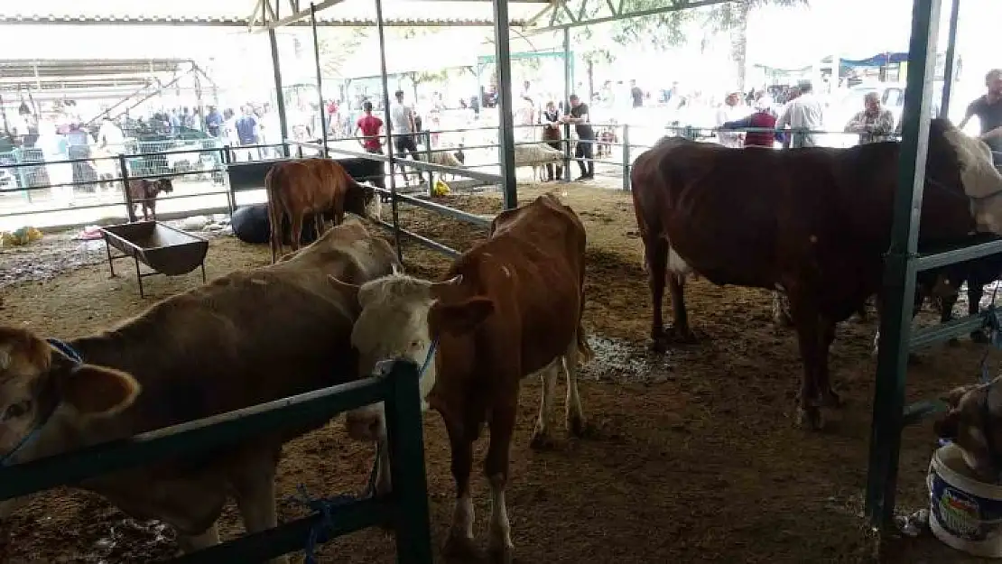 Malatya'da büyükbaş kurbanlık fiyatları açıklandı