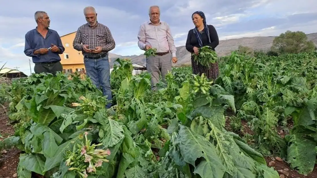 Malatya'da dolu yağışı tütünlere zarar verdi