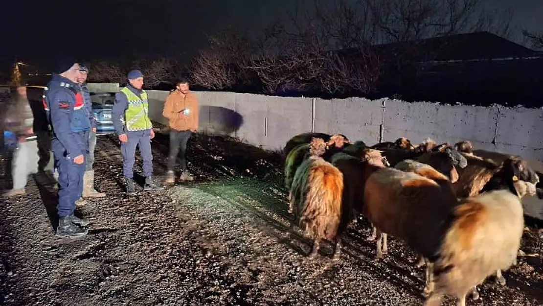 Malatya'da kayıp koyunları jandarma buldu