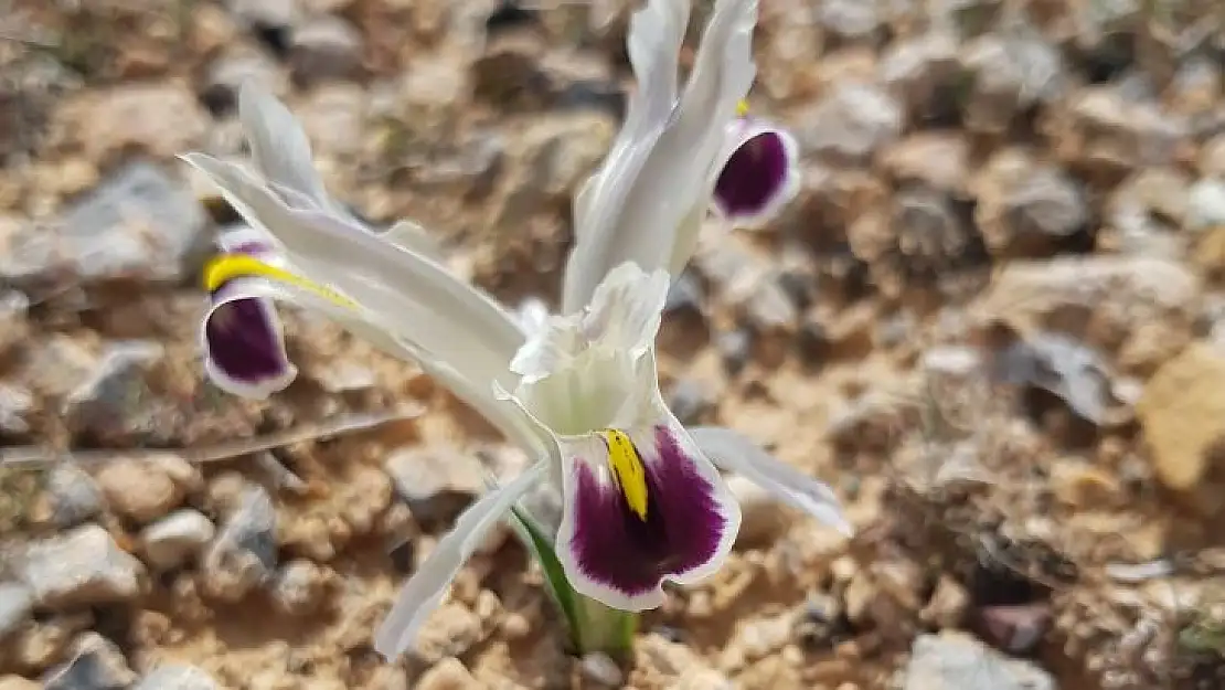 Malatya'da Nevruz Çiçekleri açtı