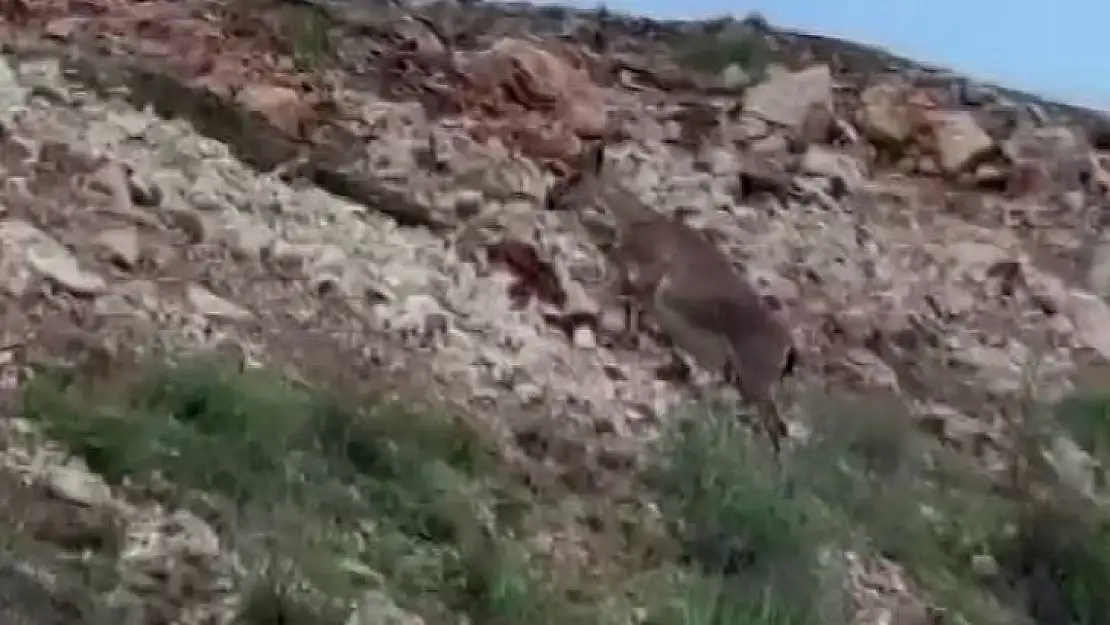 Malatya'da yaban keçileri sürü halinde görüntülendi