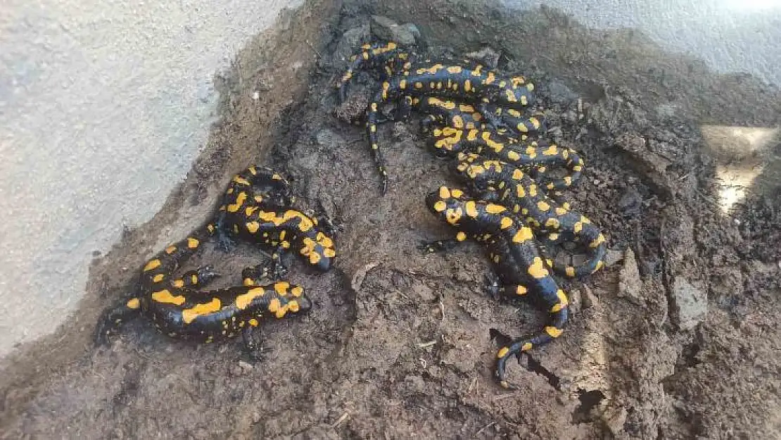 Malatyalı üretici bahçe havuzuna bakınca gözlerine inanamadı