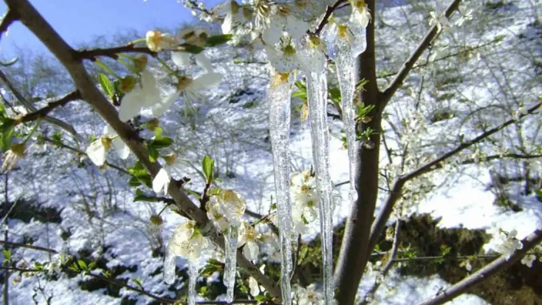 Meteorolojinin zirai don uyarısı sürüyor