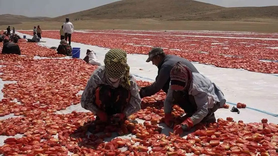 Mevsimlik işçi öğrencilerin büyük başarısı: Biri hukuk fakültesini kazandı, diğeri Türkiye ikincisi oldu