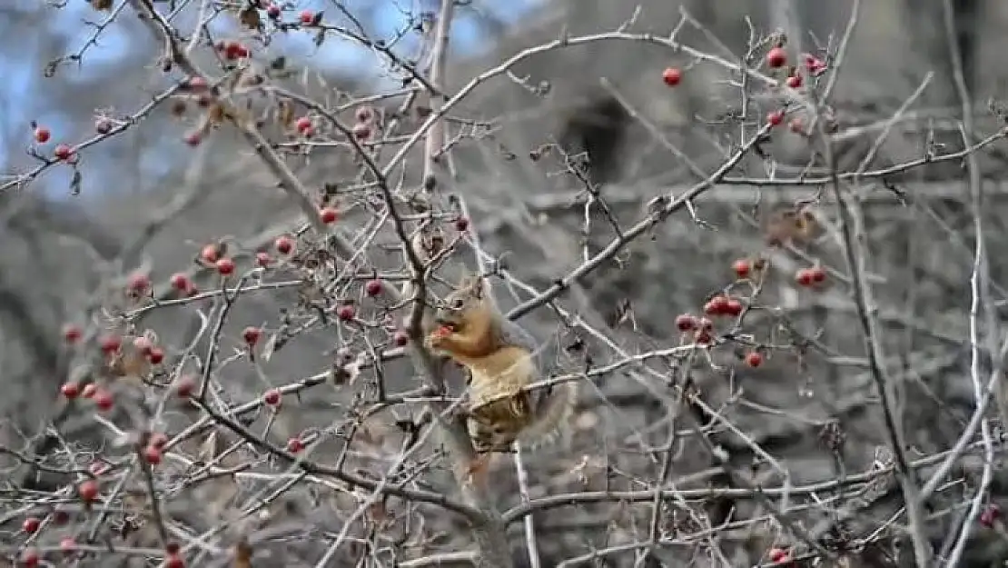 Sevimli sincap alıç yiyerek karnını doyurdu