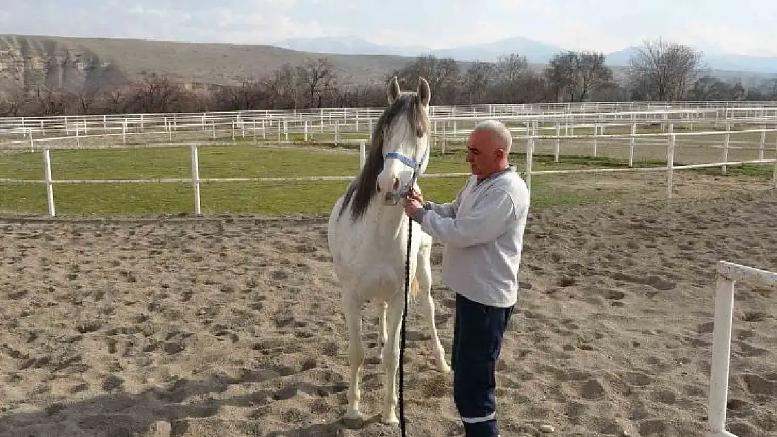 Sultansuyu'nda milyonluk taylar için modern tavlalar inşa ediliyor