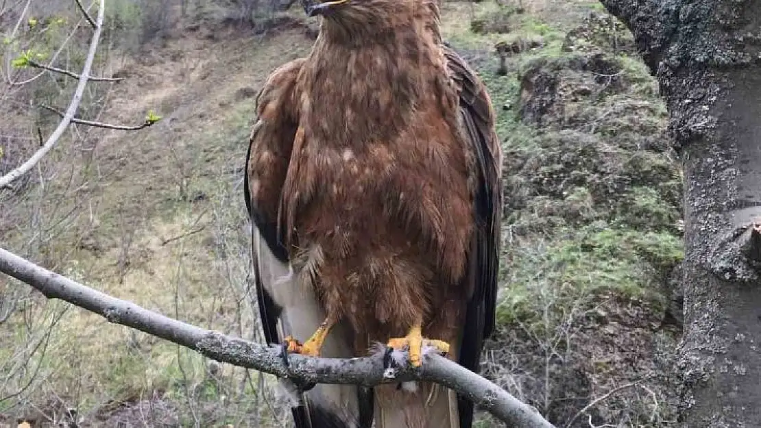 Tedavileri tamamlanan kızıl şahin ve alaca baykuş doğaya bırakıldı