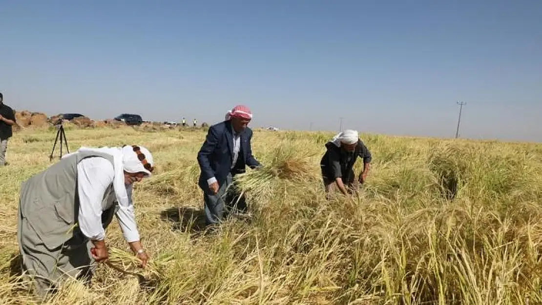 Tescilli Karacadağ pirincinin hasadına başlandı