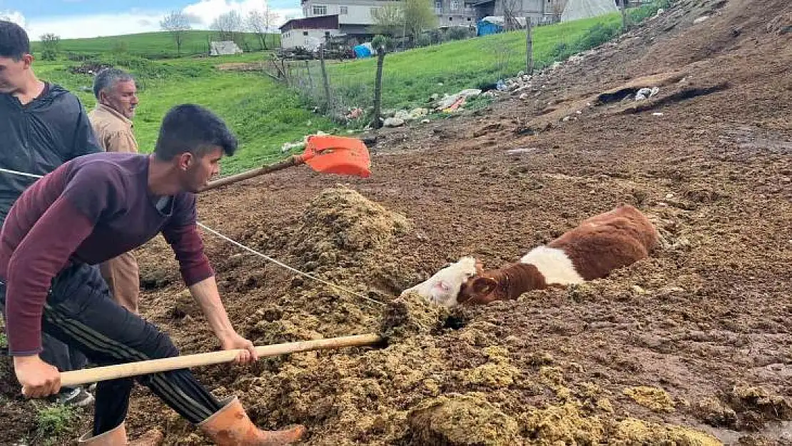 Tezek yığınına batan inek yavrusu saatler sonra kurtarıldı