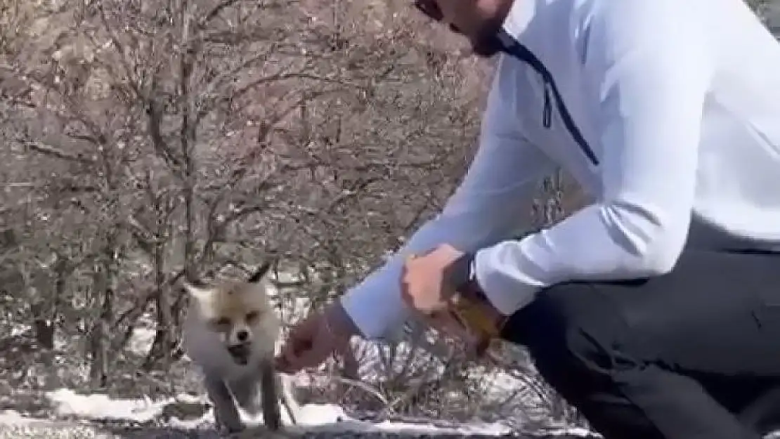 Tilkiye elleriyle çubuk kraker yedirdi