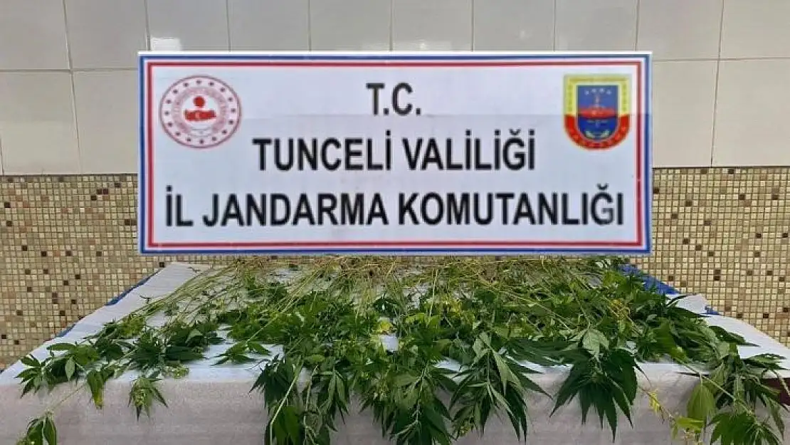 Tunceli'de 227 kök kenevir ele geçirildi