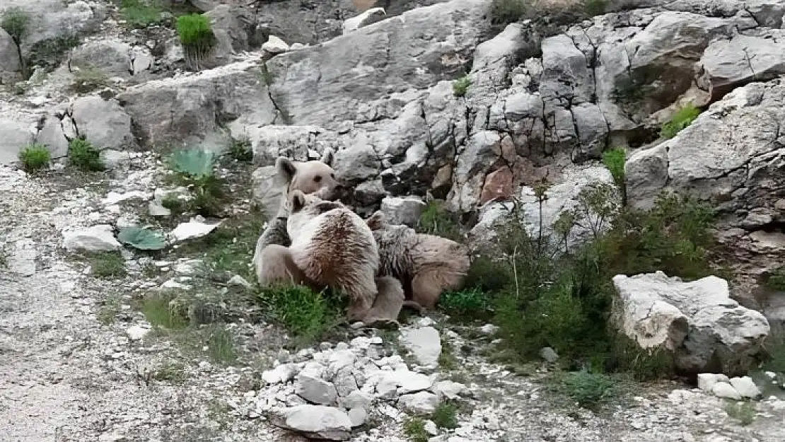 Tunceli'de anne ayı, yavrularını emzirirken görüntülendi