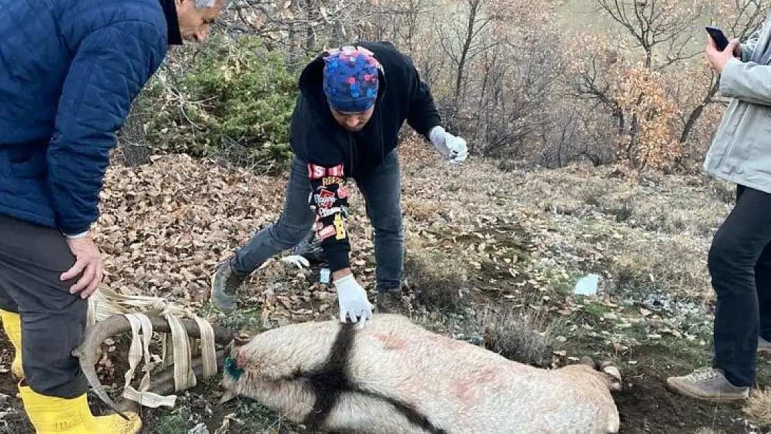 Tunceli'de köpeklerin saldırısına uğrayan yaban keçisi, tedavisi yapılarak doğaya bırakıldı