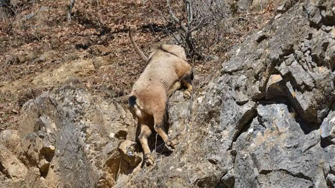 Tunceli'de koruma altındaki yaban keçisi ölü bulundu