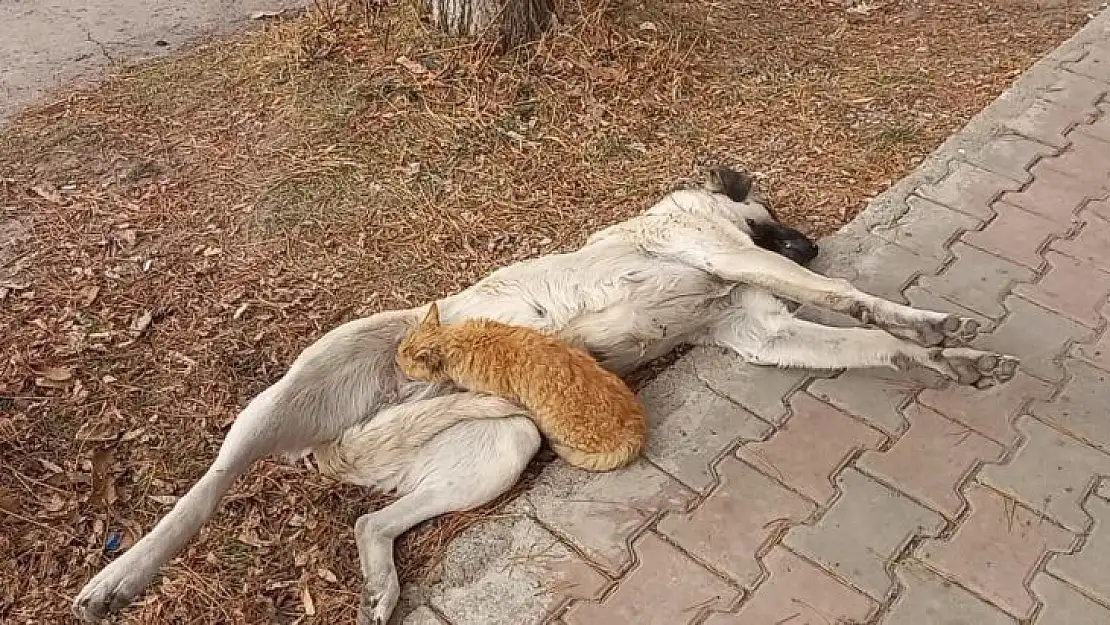 Tunceli'de sokak köpeği, kediyi emzirdi