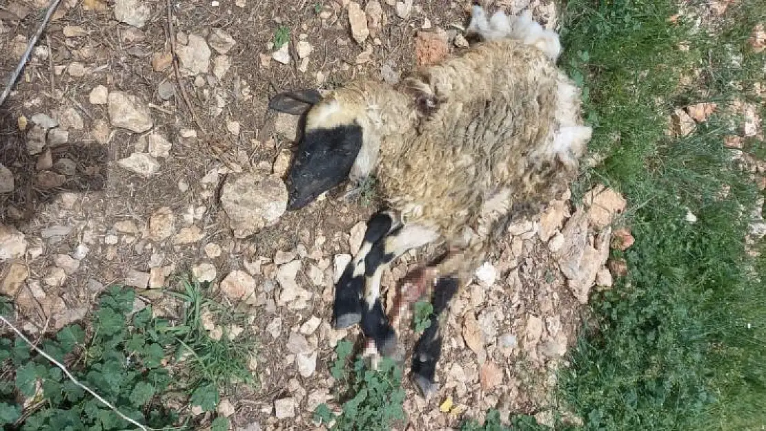 Tunceli'de sürüye saldıran kurt, çok sayıda koyunu telef etti