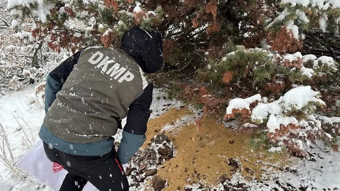 Tunceli'de yaban hayatı için yemleme çalışması