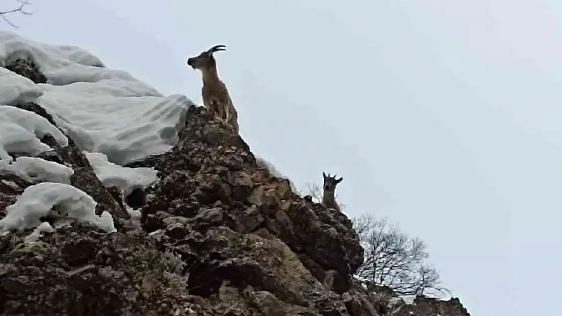 Tunceli'de yaban keçileri görüntülendi