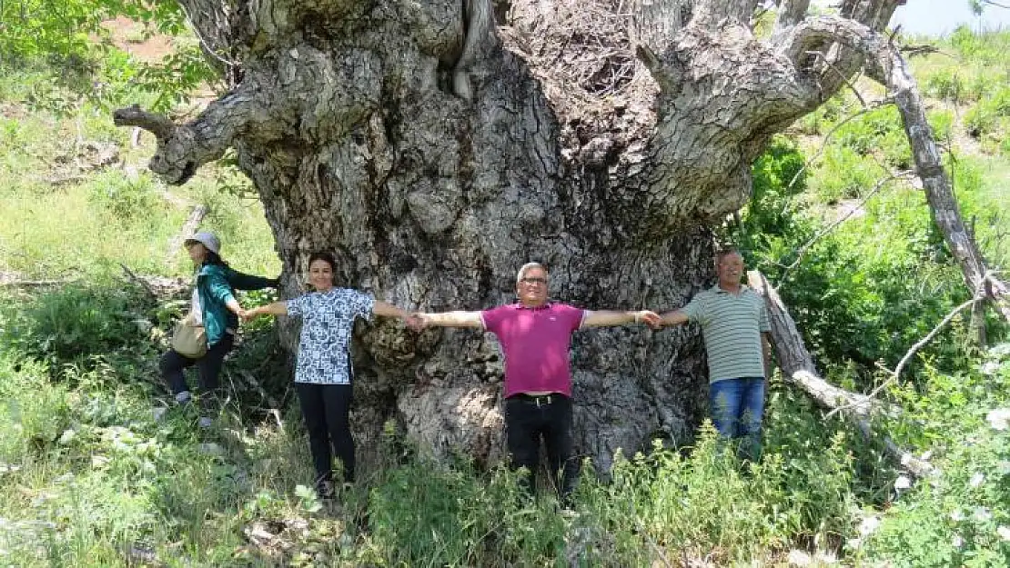 Türkiye'de şu ana kadar görülmedi: Tunceli'de 9 metre 22 santimetre gövde çapına sahip ceviz ağacı tespit edildi