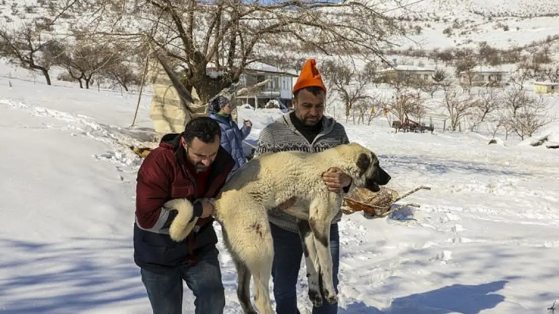 Van ekibi deprem bölgesinde yaralı hayvanları tedavi ediyor