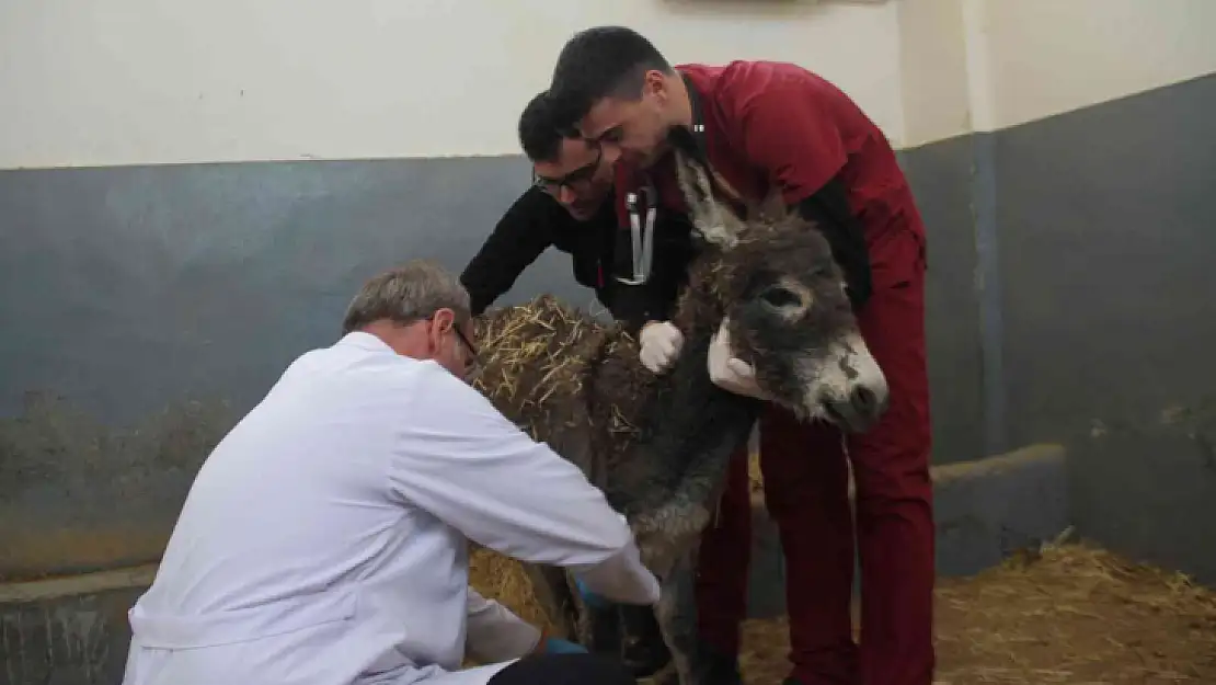 Vücudunda yanıklar bulunan sıpa tedavi edildi