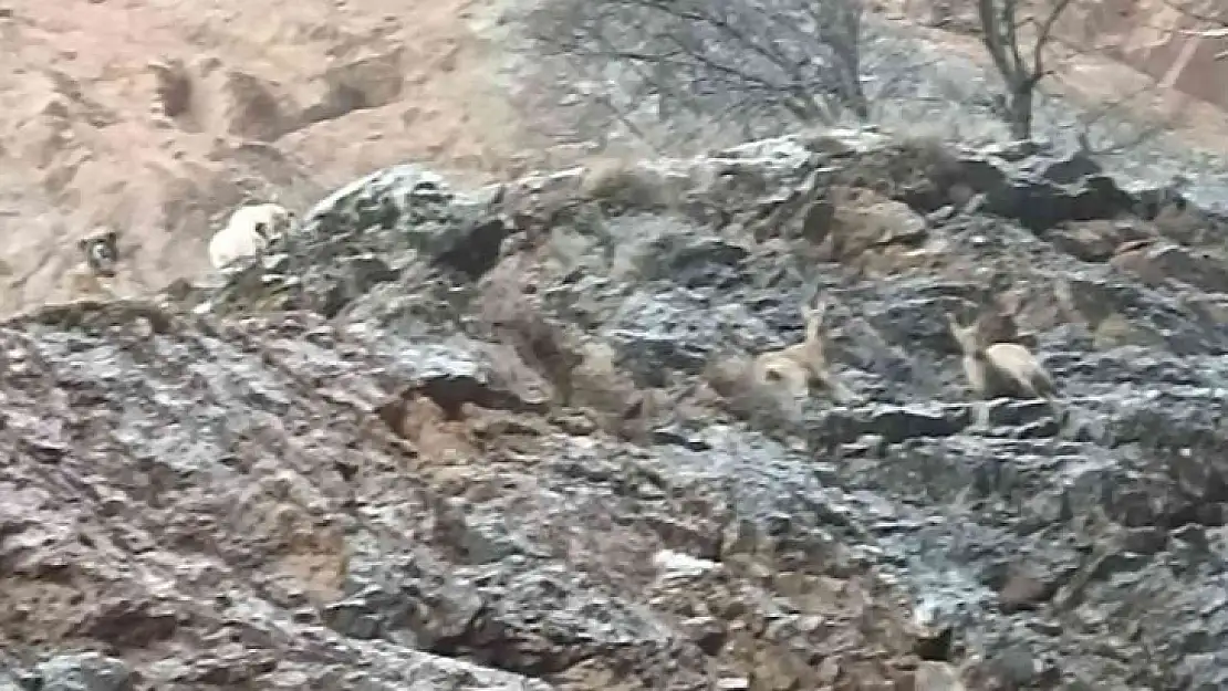 Yaban keçileri sokak köpeklerinin hedefi oldu