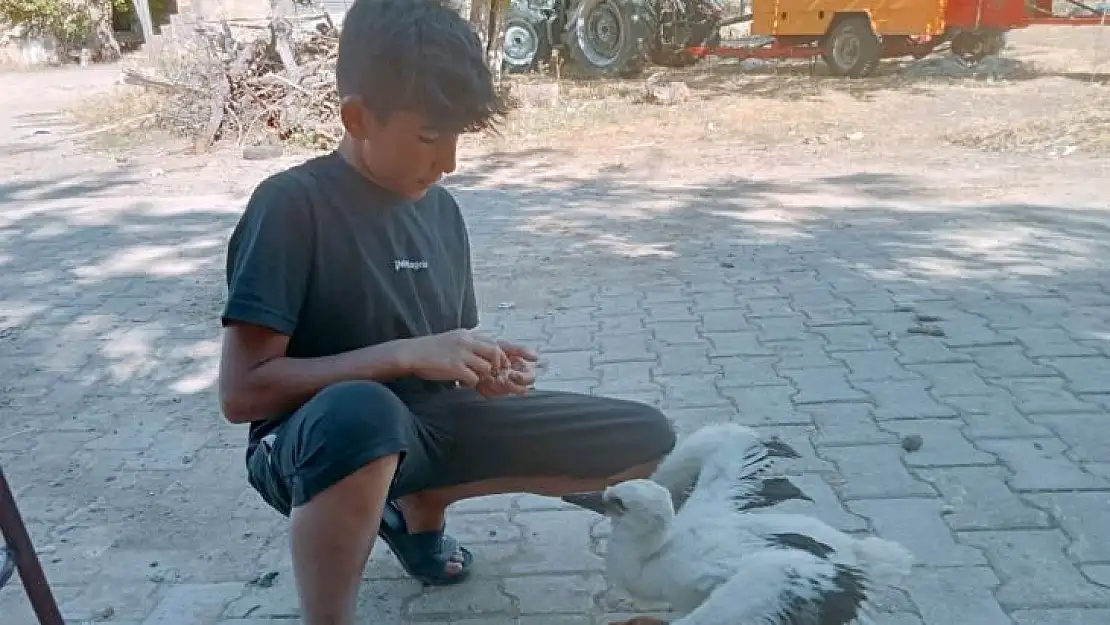 Yavru leyleği elleriyle besliyor