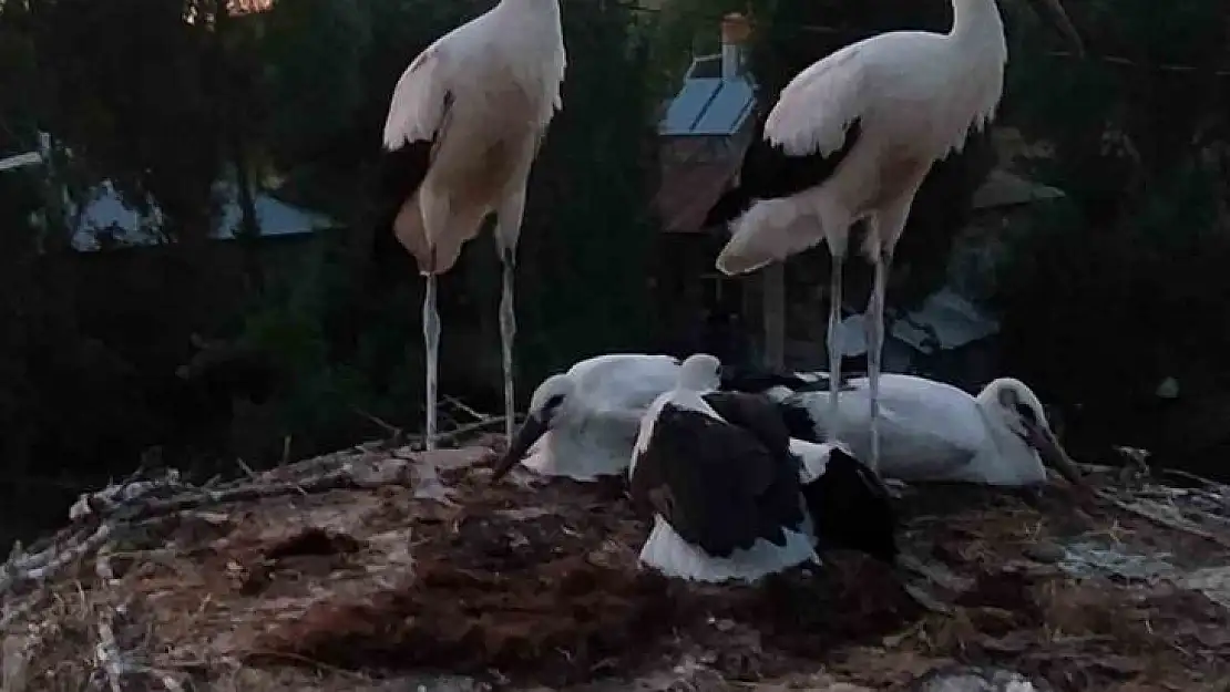 Yuvasından düşen leyleklerin yardımına itfaiye ekipleri yetişti