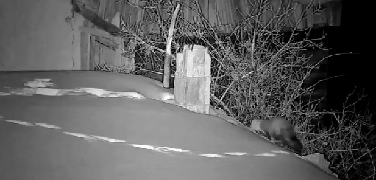 Geceleri gelen gizemli sesler köylüyü ayağa kaldırdı!