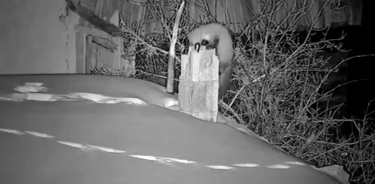 Geceleri gelen gizemli sesler köylüyü ayağa kaldırdı!