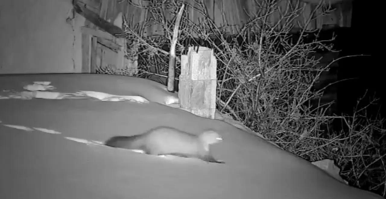 Geceleri gelen gizemli sesler köylüyü ayağa kaldırdı!