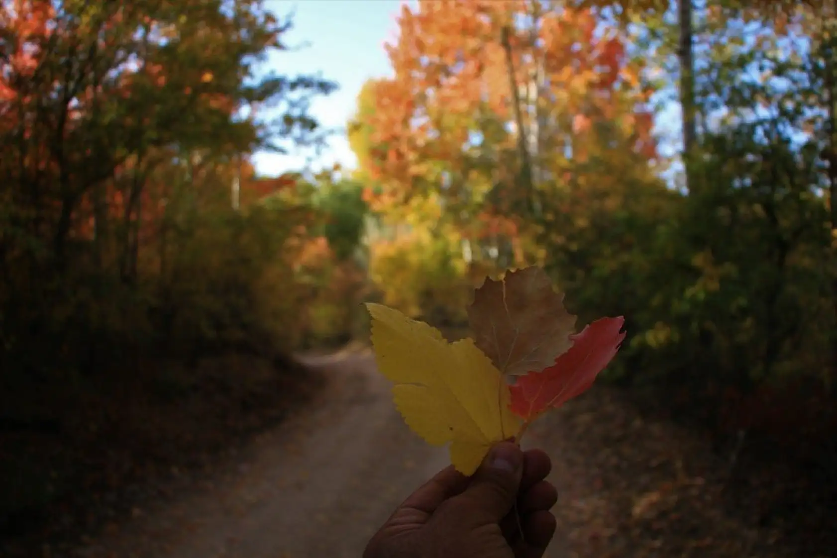 Elazığ'da sonbaharda rengarenk olan ağaçlar havadan görüntülendi