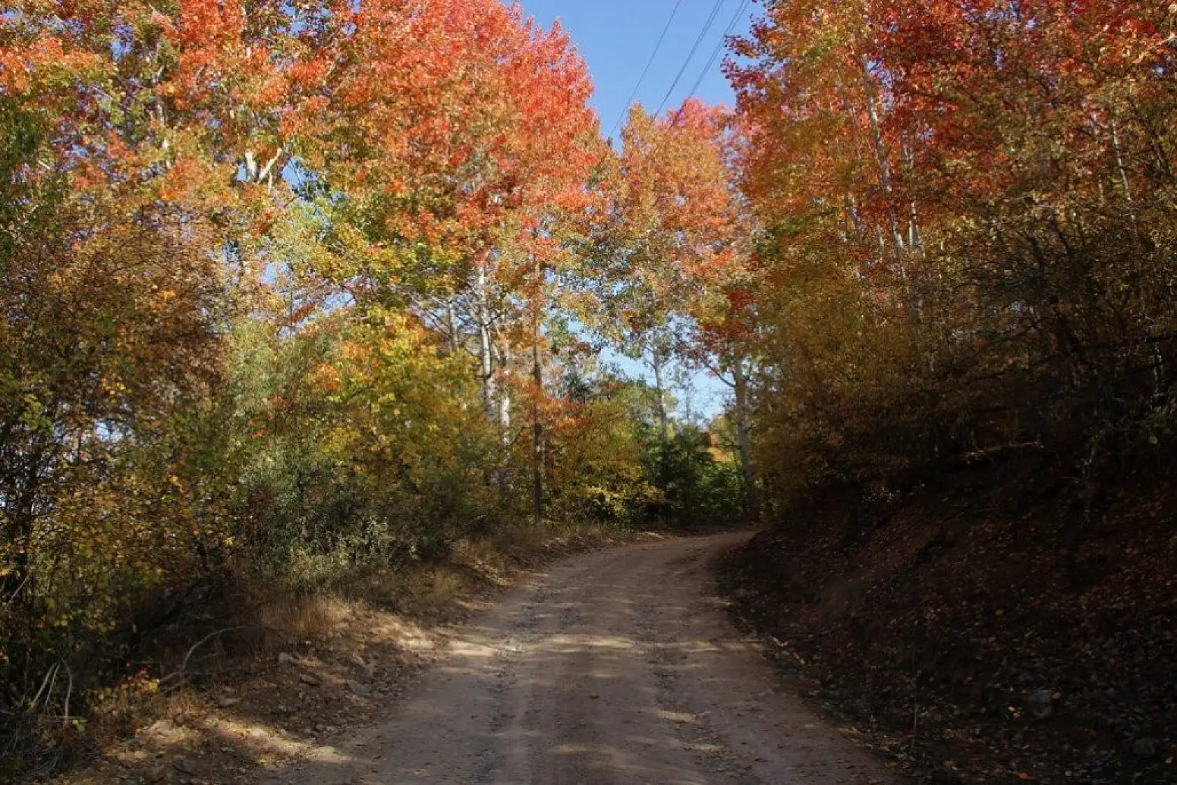 Elazığ'da sonbaharda rengarenk olan ağaçlar havadan görüntülendi