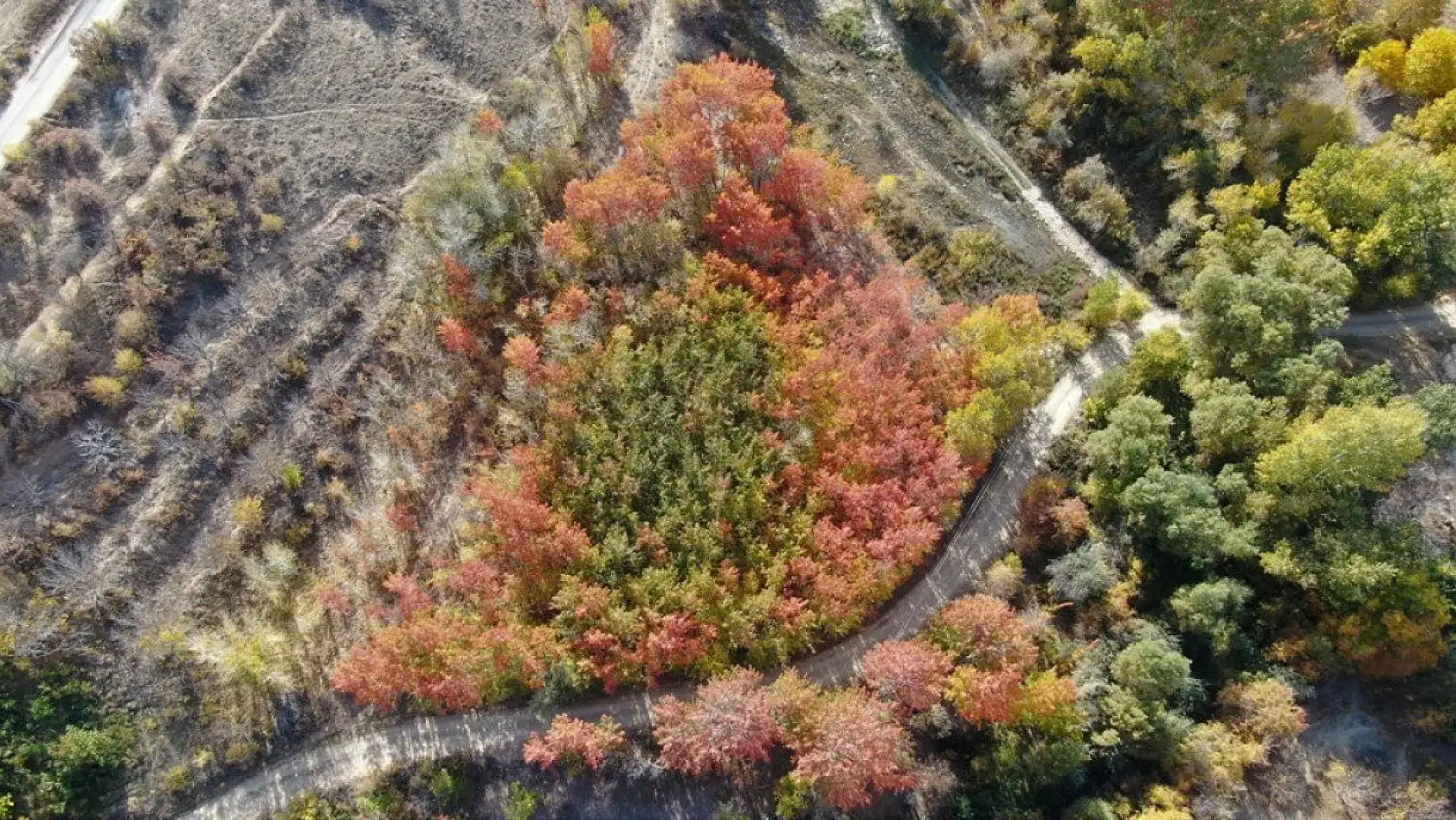 Elazığ'da sonbaharda rengarenk olan ağaçlar havadan görüntülendi