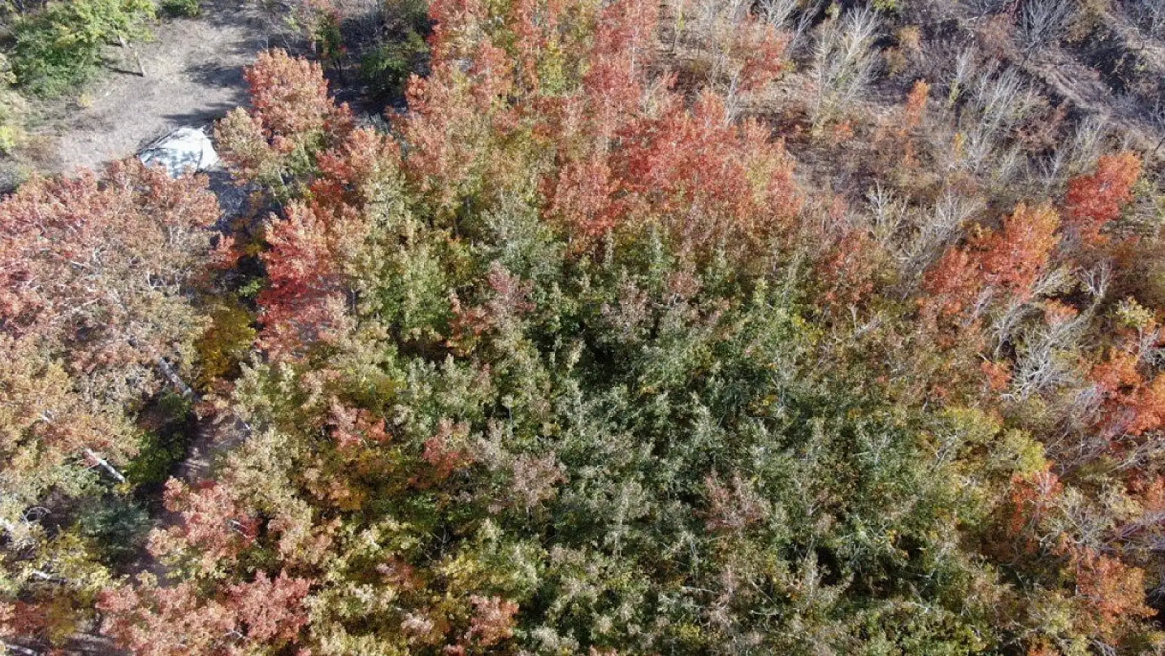 Elazığ'da sonbaharda rengarenk olan ağaçlar havadan görüntülendi